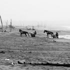 Allenamento cavalli sulla spiaggia