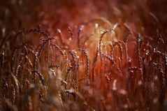 Aller Ähren wert ... Dinkel