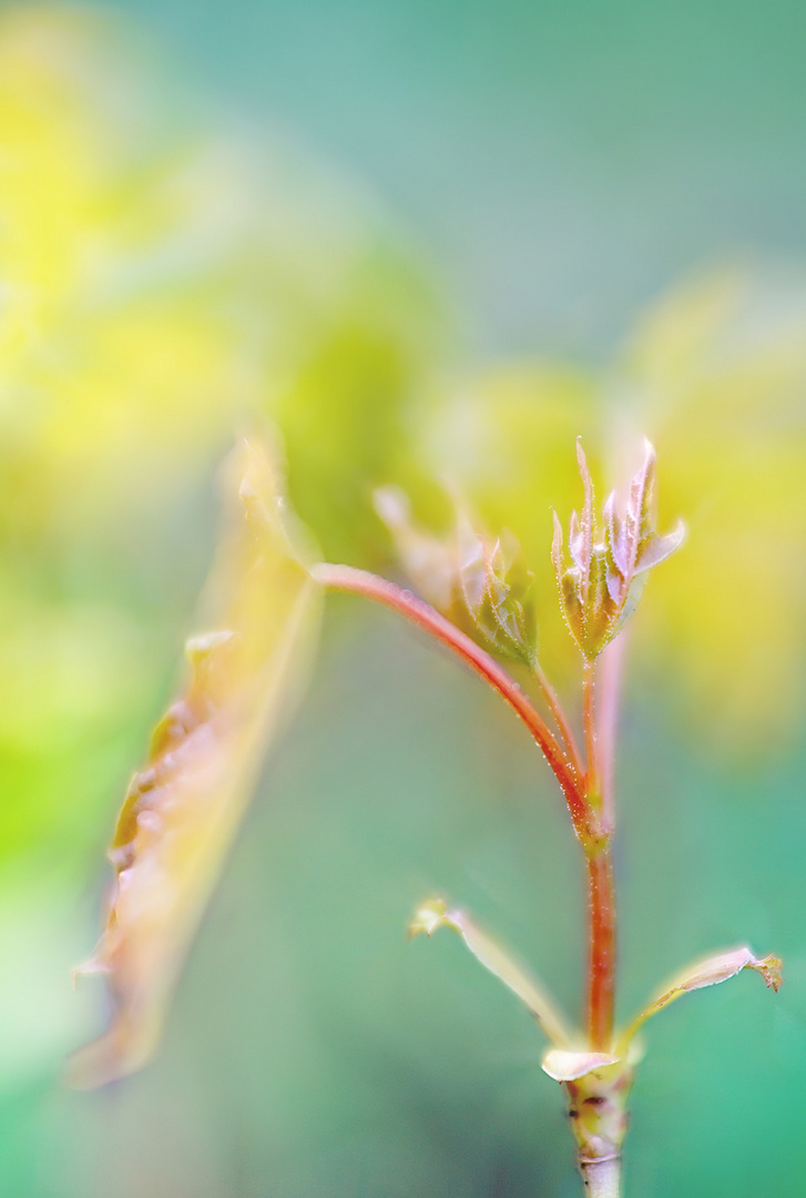 aller anfang ist am anfang schwer, doch dann Foto & Bild bäume