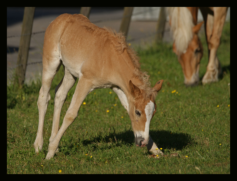 Aller Anfang ist schwer... Foto & Bild | tiere, haustiere ...