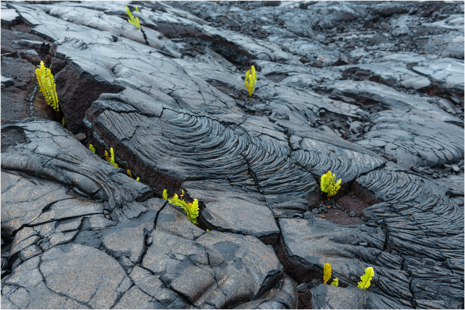 "Aller Anfang ist schwer" - am Kilauea, Big Island, Hawaii