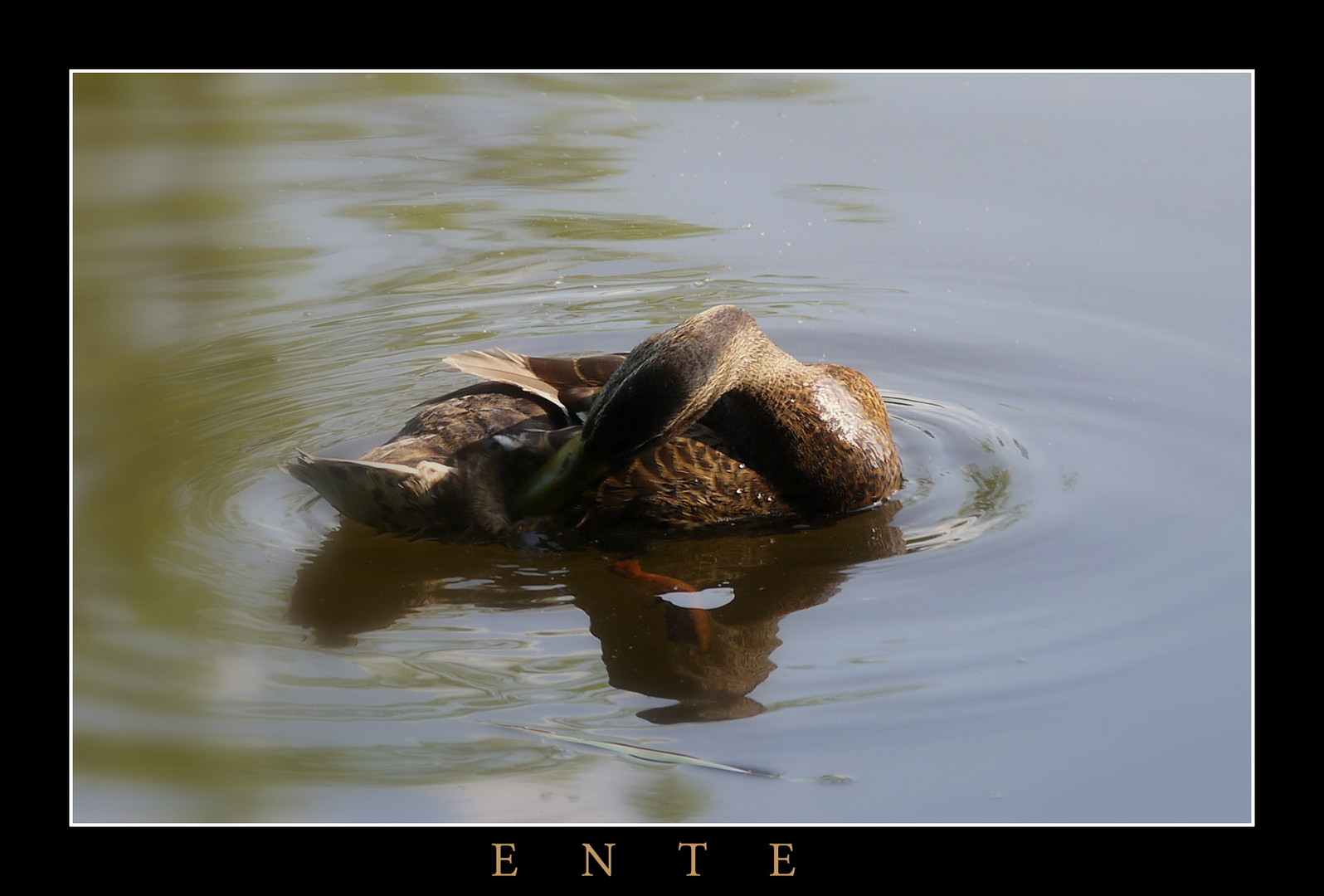 "Aller " Ente 2