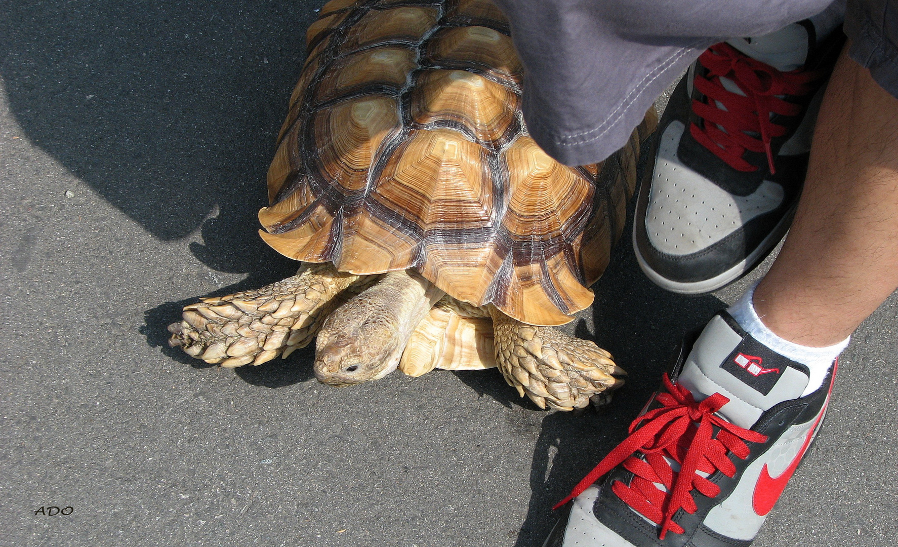 aller faire une promenade