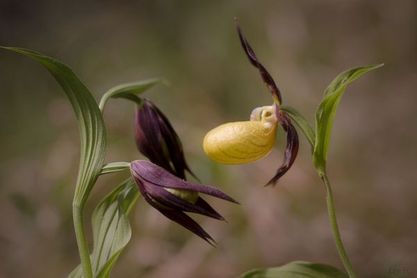 Aller guten Dinge sind "Drei"