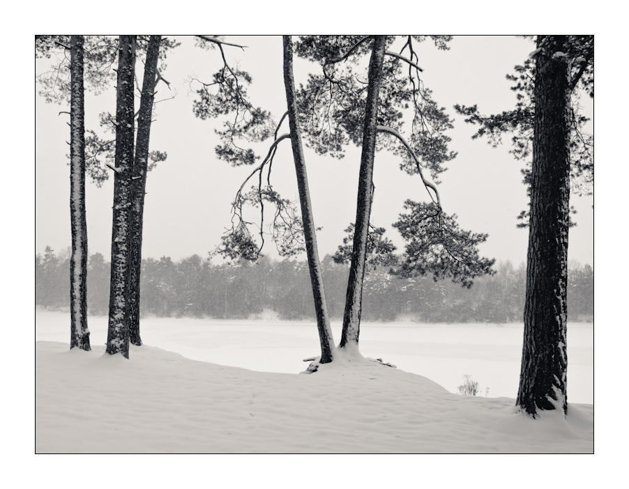 Aller guten Dinge sind drei - noch ein Winterbild