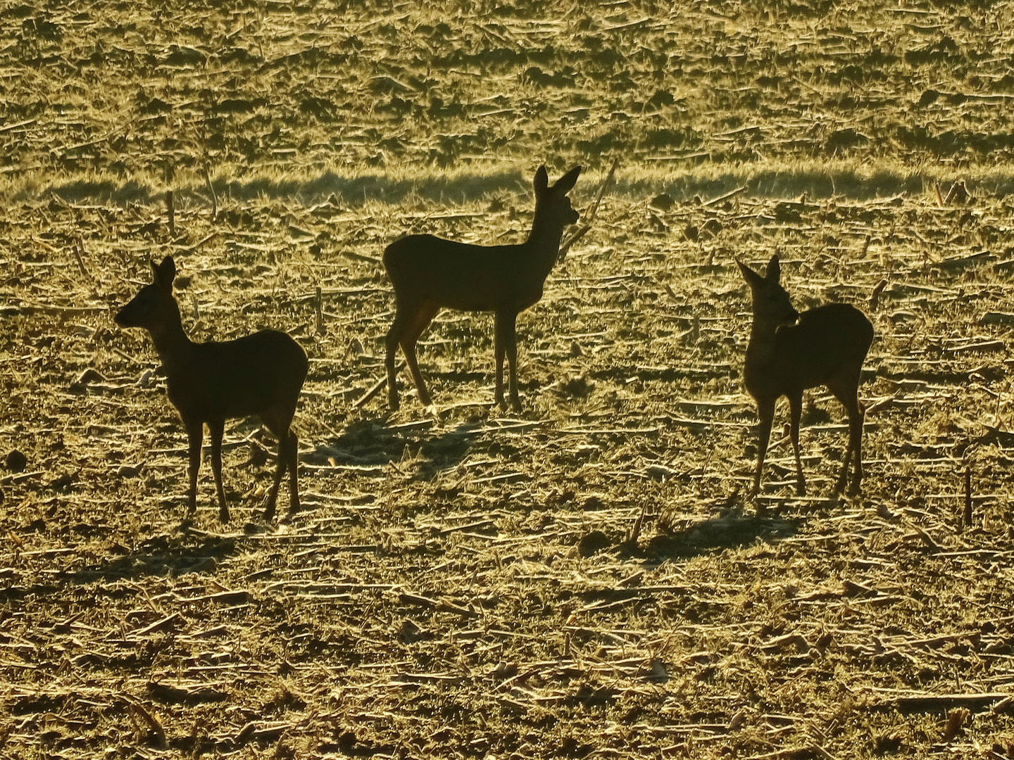 ...aller guten Rehe sind drei