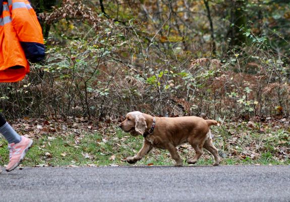 ..aller se promener !!!...