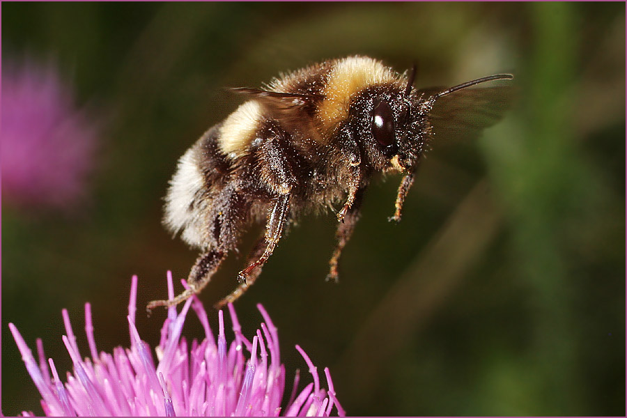 Allergikeralptraum...