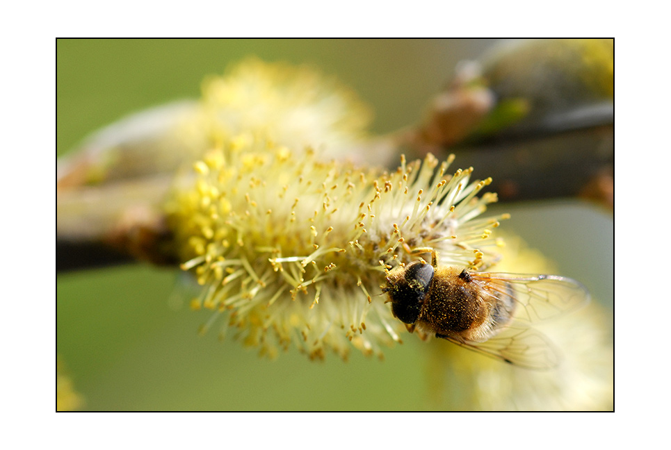 Allergisch auf Pollen?