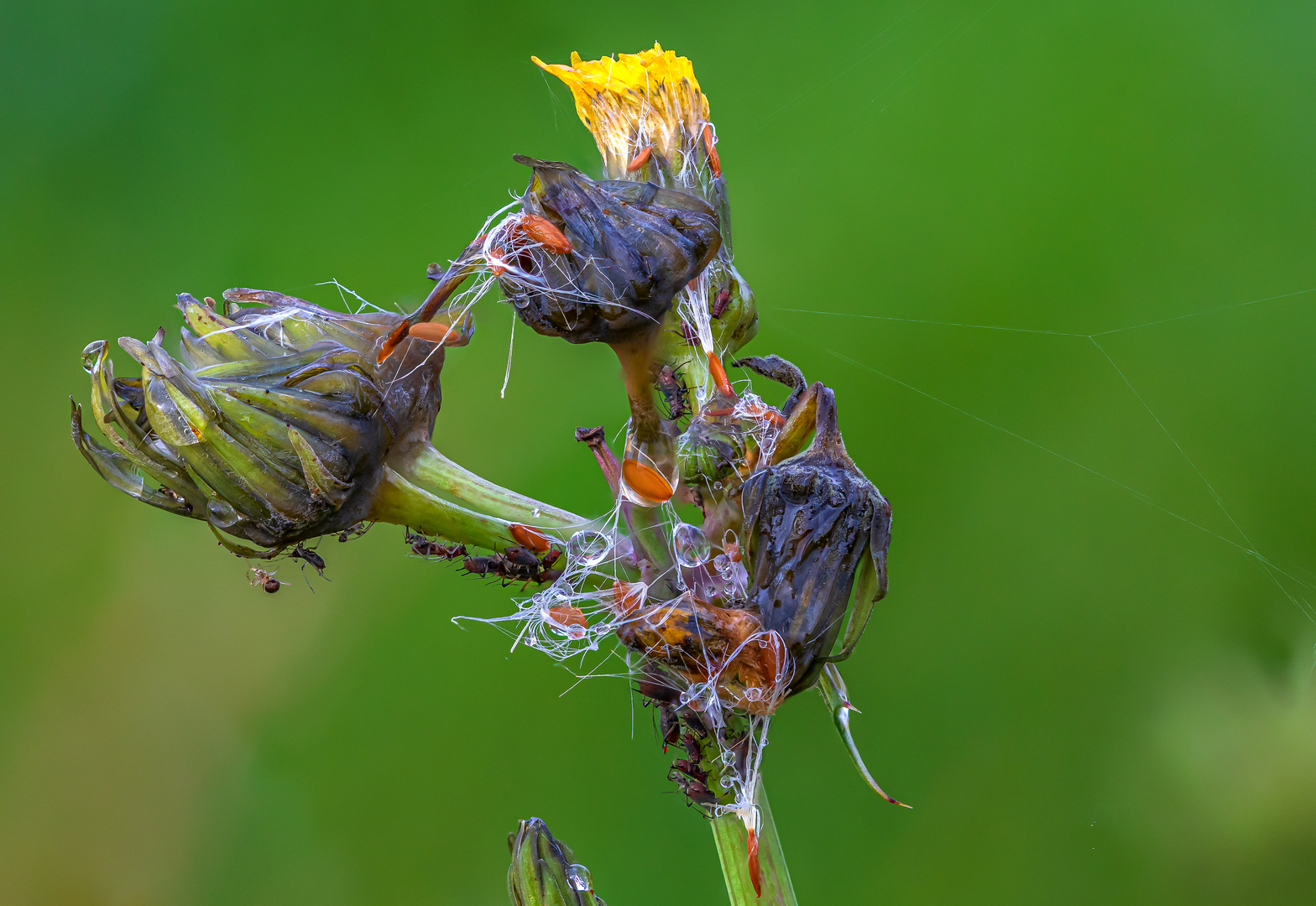 Allerhand getümmel an den Knospen