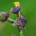 Allerhand getümmel an den Knospen