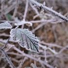 Allerhand Stacheliges und  Grünes