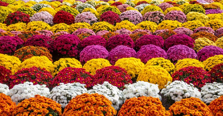 Allerheiligen im Elsass