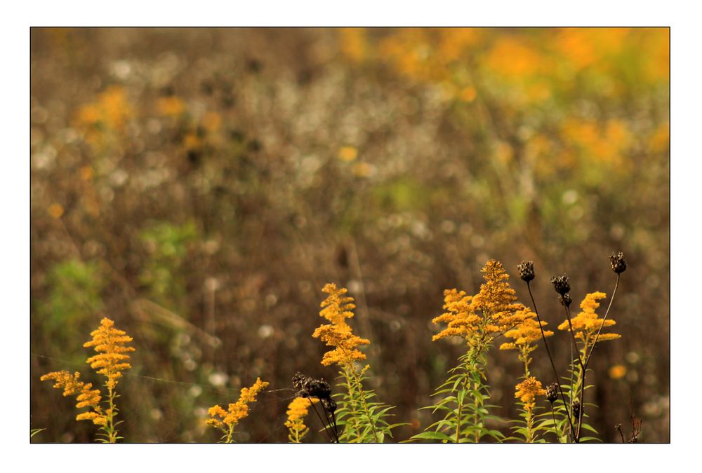 Allerheiligensommer