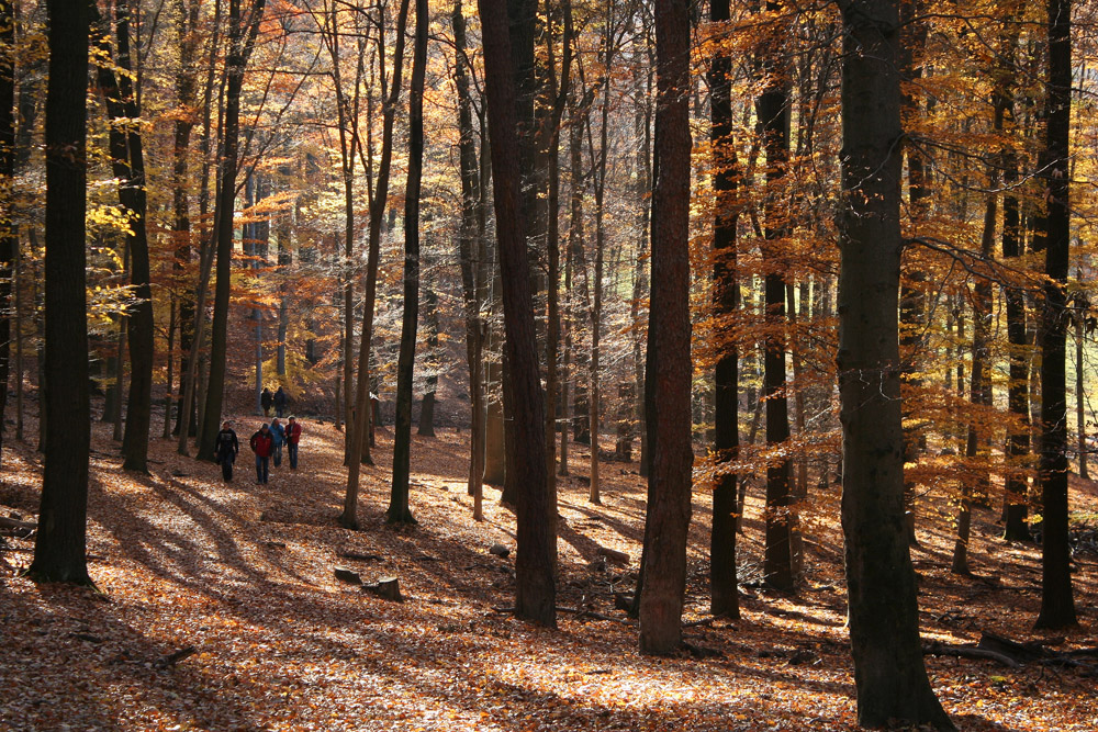 Allerheiligenspaziergang im Lainzer Tiergarten