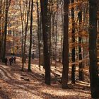 Allerheiligenspaziergang im Lainzer Tiergarten