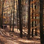 Allerheiligenspaziergang im Lainzer Tiergarten