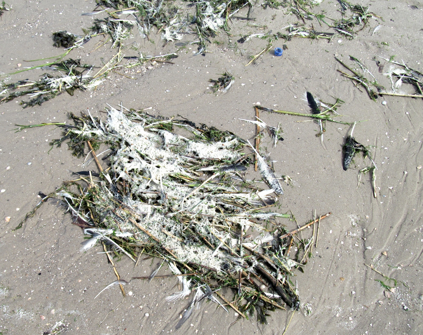 Allerlei am Strand 