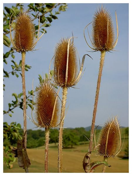 Allerlei am Wegesrand...