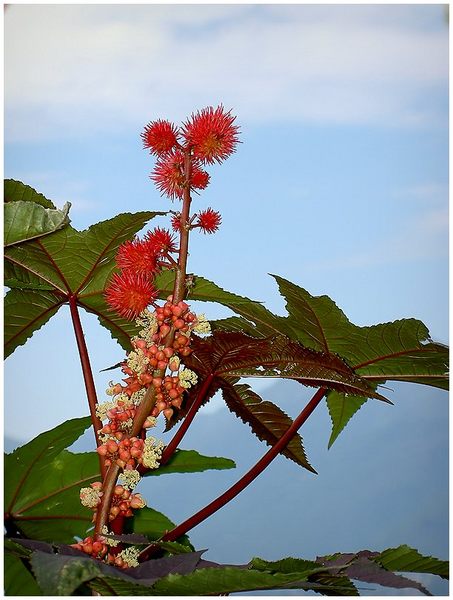 Allerlei am Wegesrand