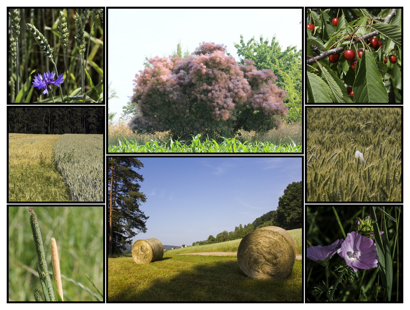 Allerlei aus der Natur