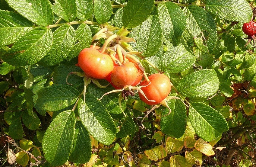 allerlei Früchte4 Foto &amp; Bild | pflanzen, pilze &amp; flechten, früchte und ...
