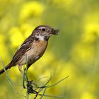 Allerlei Leckereien... Schwarzkehlchen , weiblich - Saxicola rubicola - mit Futter