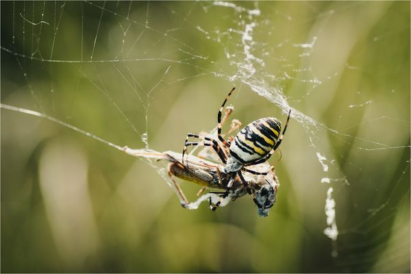 Allerlei Spinnengetier