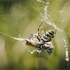 Allerlei Spinnengetier