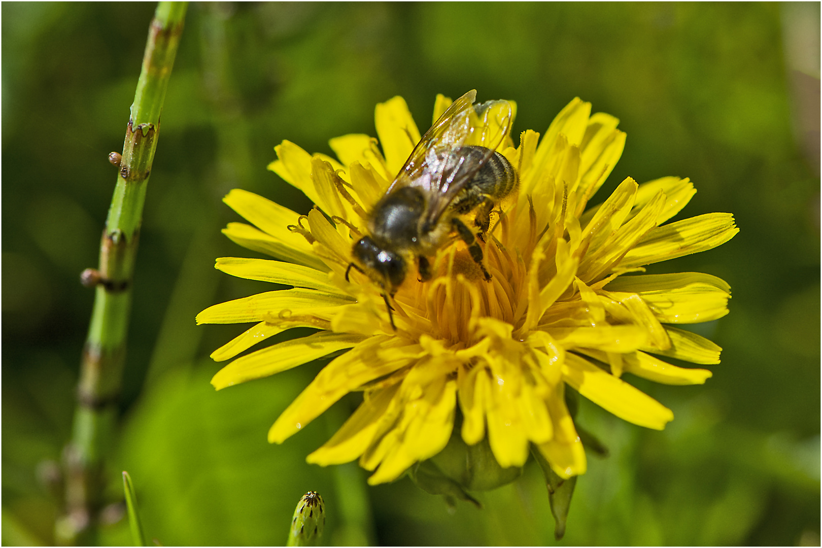 Allerlei vom Wegesrand (12) will . . .