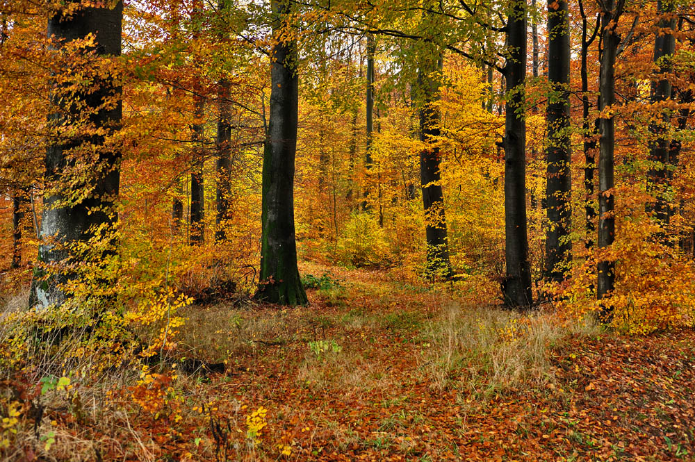 Allerseelen im Wald