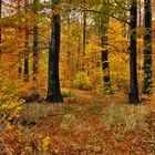 Allerseelen im Wald