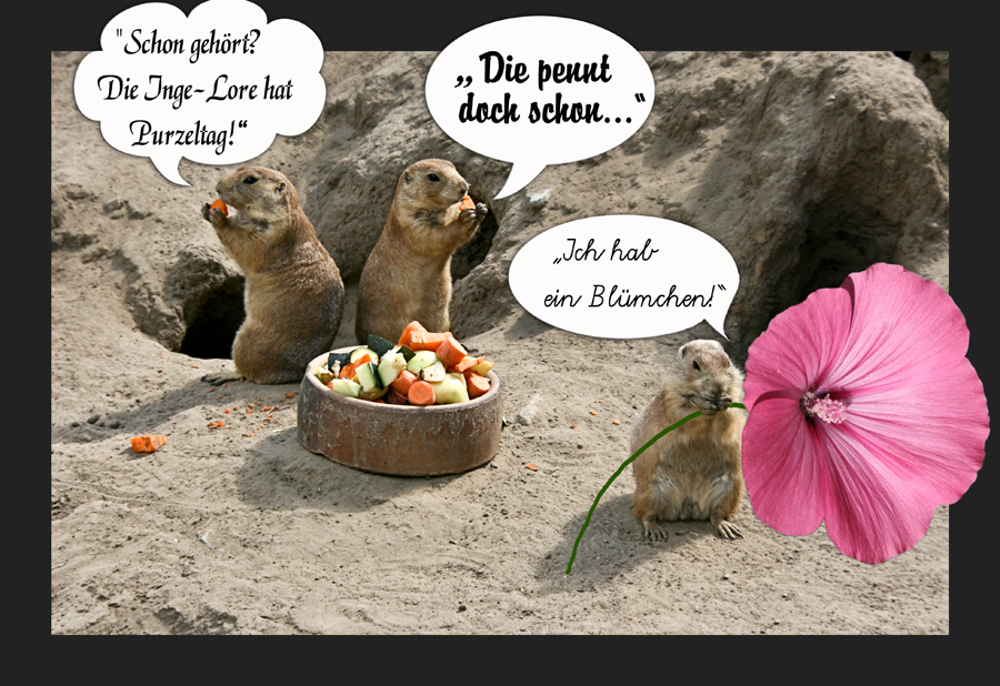 Alles, alles Liebe