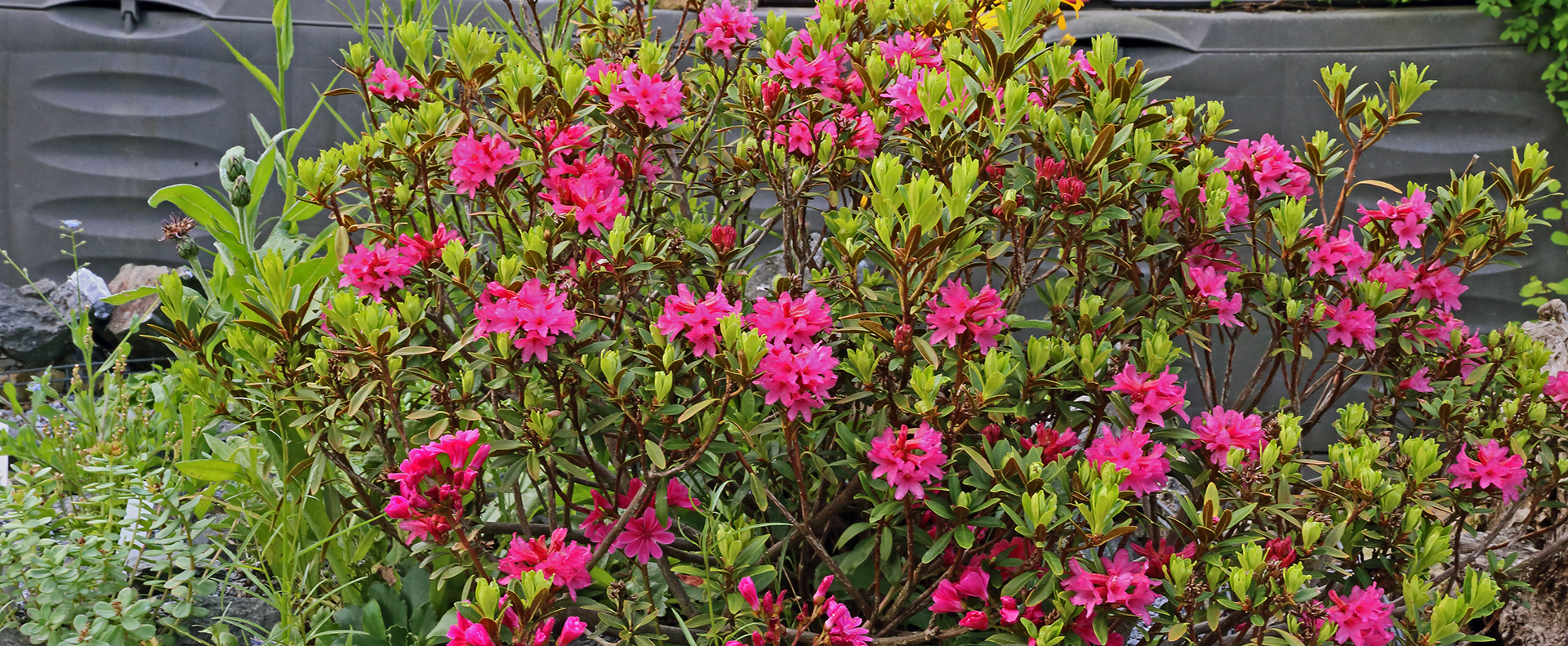 Alles Alpenrose aus den Westalpen und über 90% der Blüten im Bild...