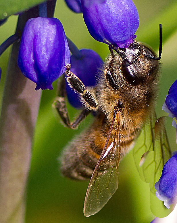 Alles aus der Blüte rausholen