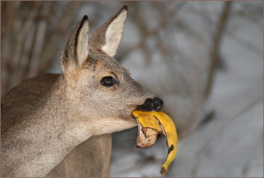 Alles Banane