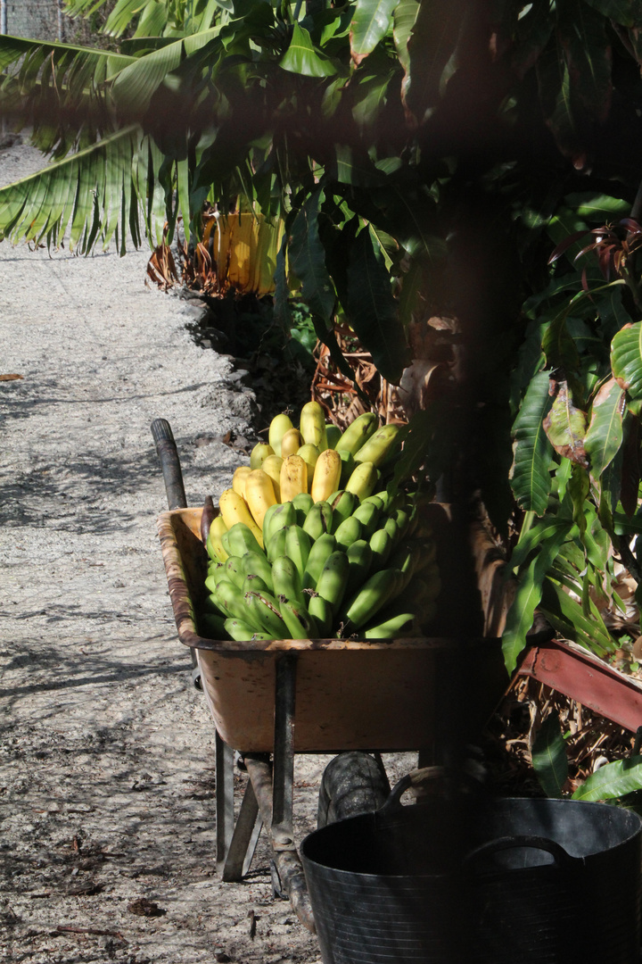 Alles Banane auf Gomera!