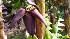 ALLES BANANE