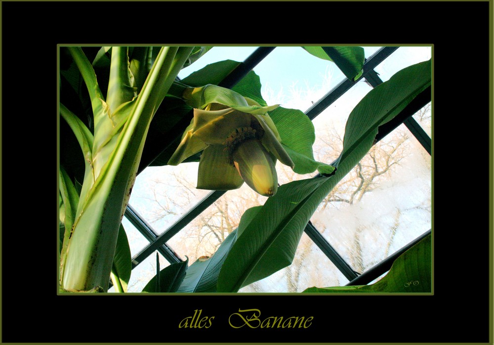 alles Banane .... in Oldenburg