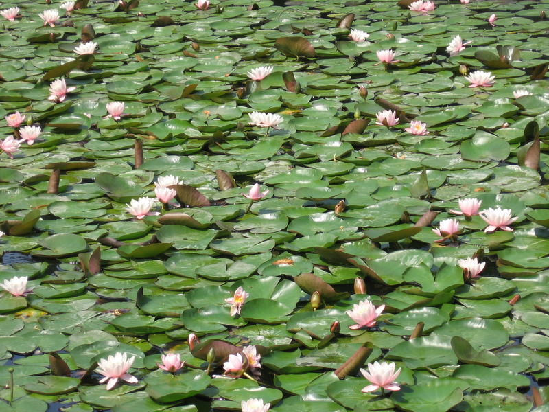 Alles bedeckt mit Wasserrosen.