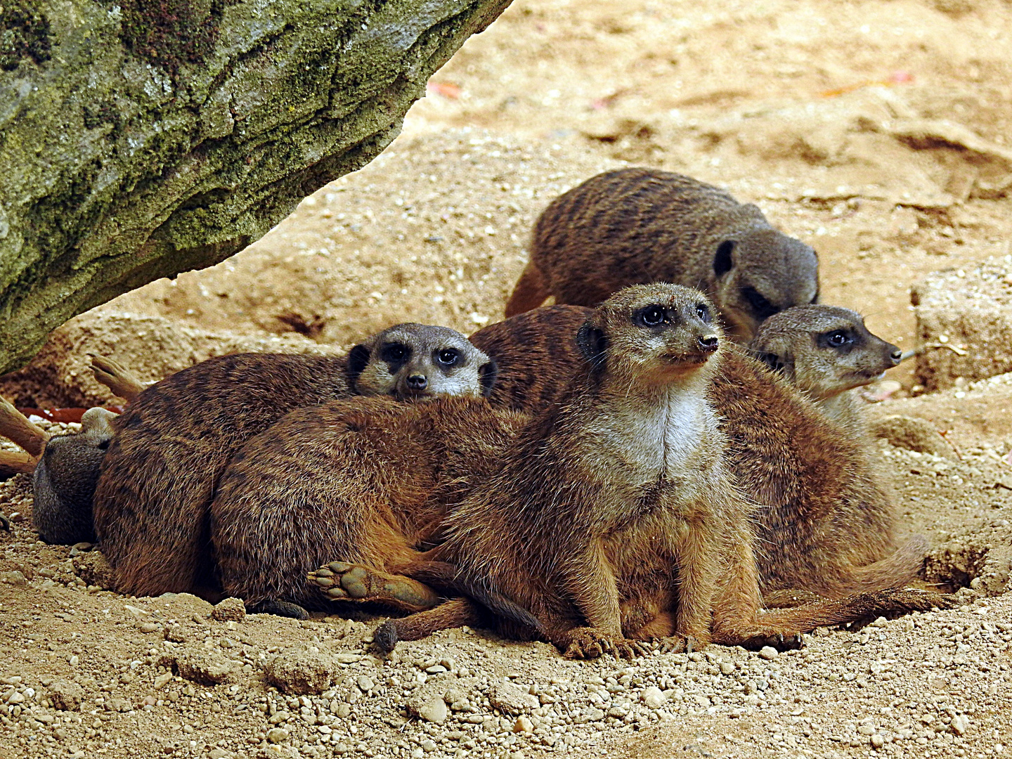 Alles Beobachter Foto & Bild zoo, tiere, erdmännchen Bilder auf