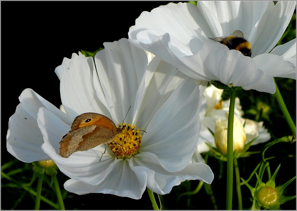 Alles besetzt, keine Blüte mehr frei :-)