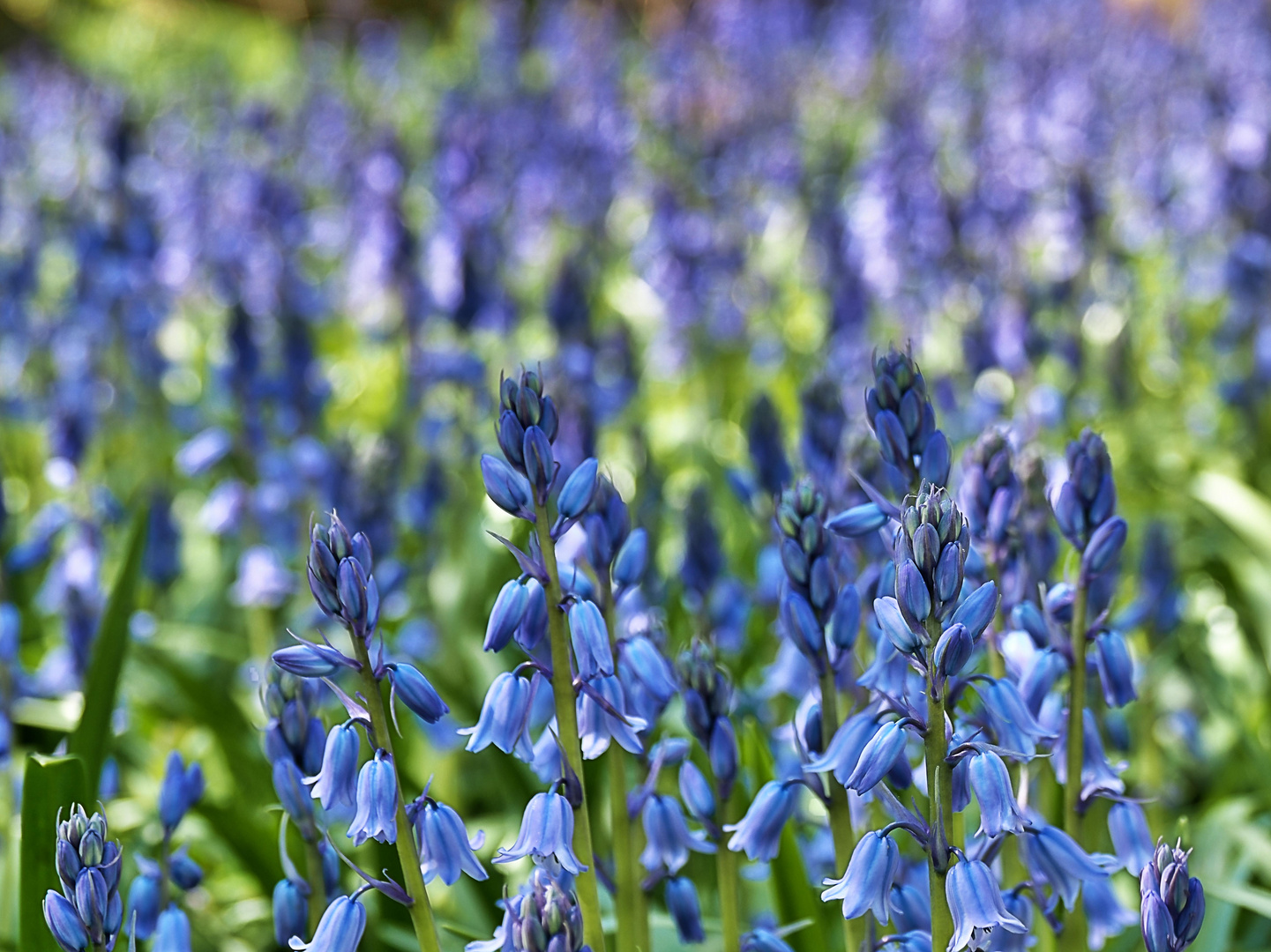 Alles blau auf der Wiese