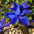 Alles Blau !! Gentiana verna meine große Freude !