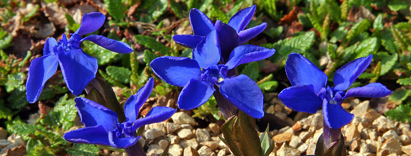 Alles Blau !! Gentiana verna meine große Freude !