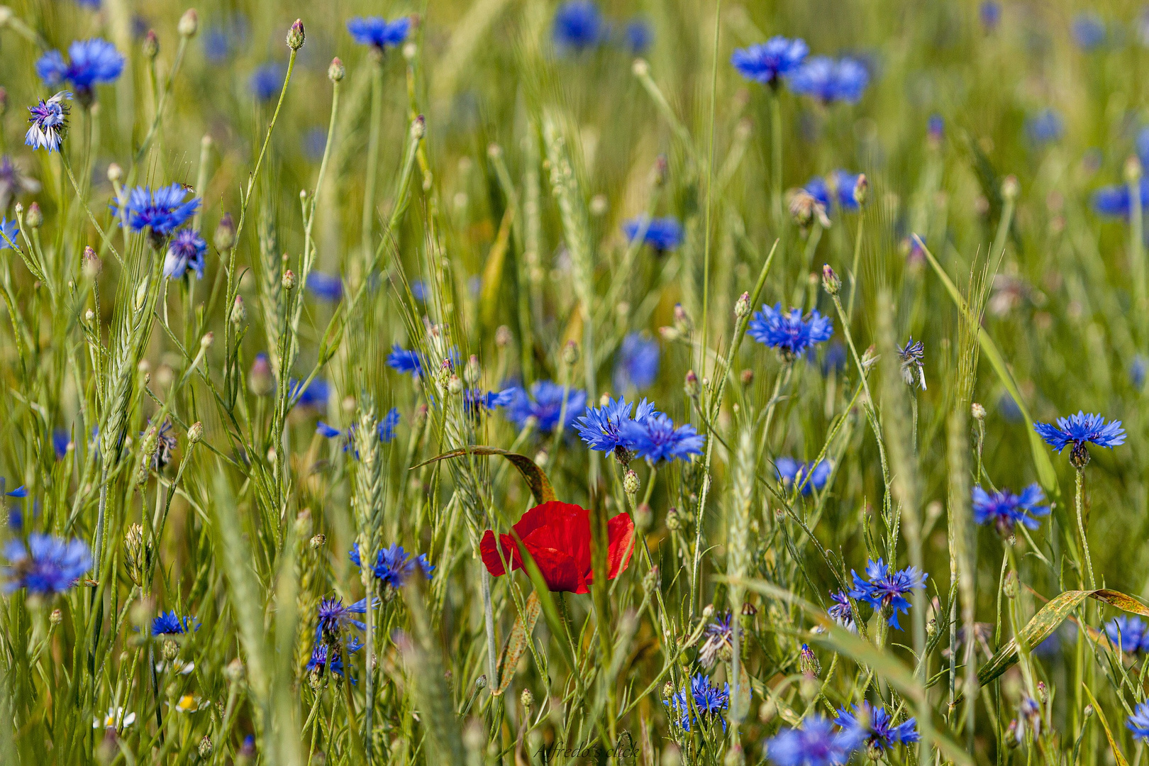 Alles blau um mir herum...