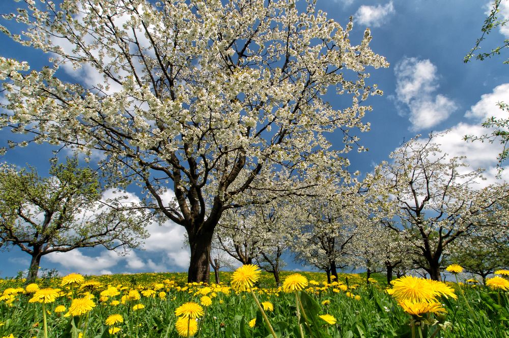 Alles blüht Foto & Bild jahreszeiten, frühling, schweiz Bilder auf