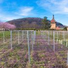 Alles blüht in der Pfalz