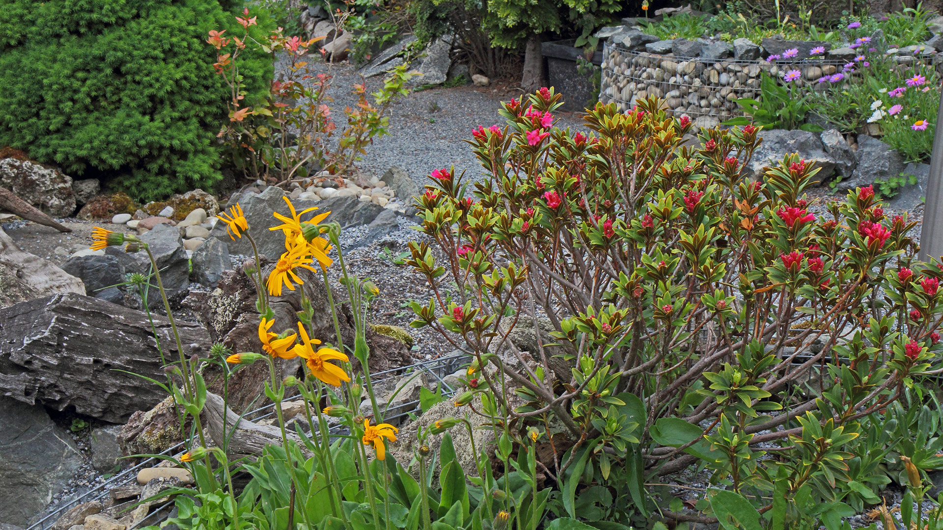 Alles botanische Raritäten für den Alpengarten im Flachland