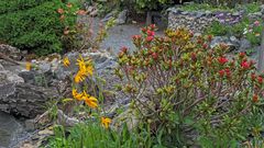 Alles botanische Raritäten für den Alpengarten im Flachland